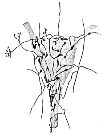 Neurônio com botões sinápticos, desenho de Lorente de No (1938)